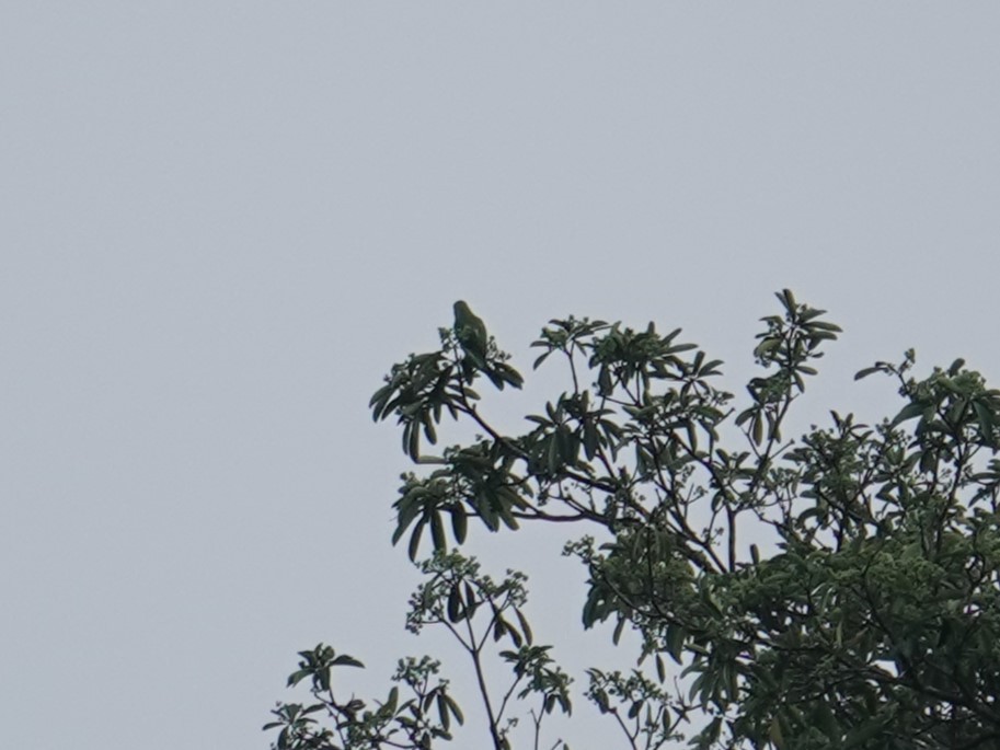 Singing Parrot (Northern) - ML624810722