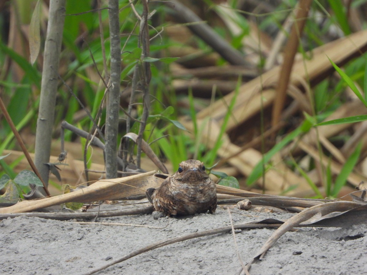 Ladder-tailed Nightjar - ML624810735