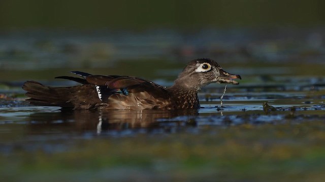 アメリカオシ - ML624810861
