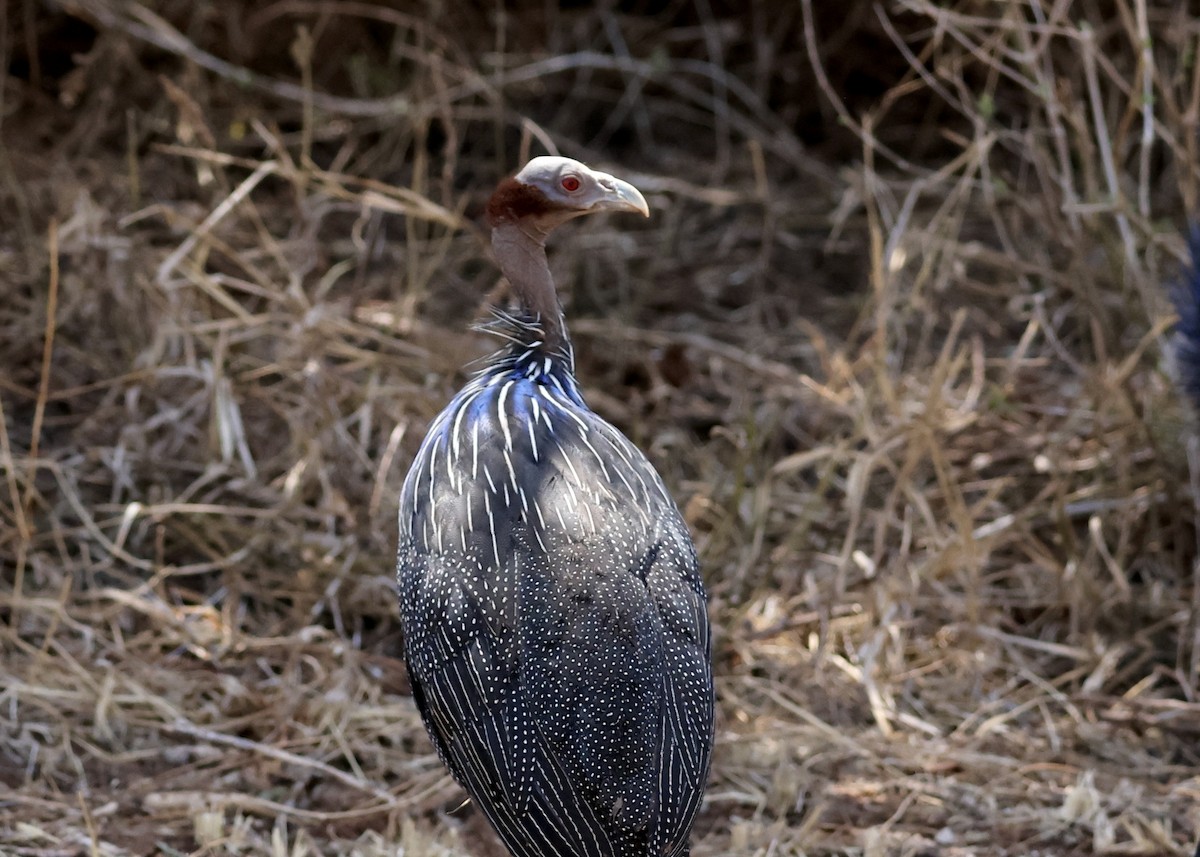 Vulturine Guineafowl - ML624810906