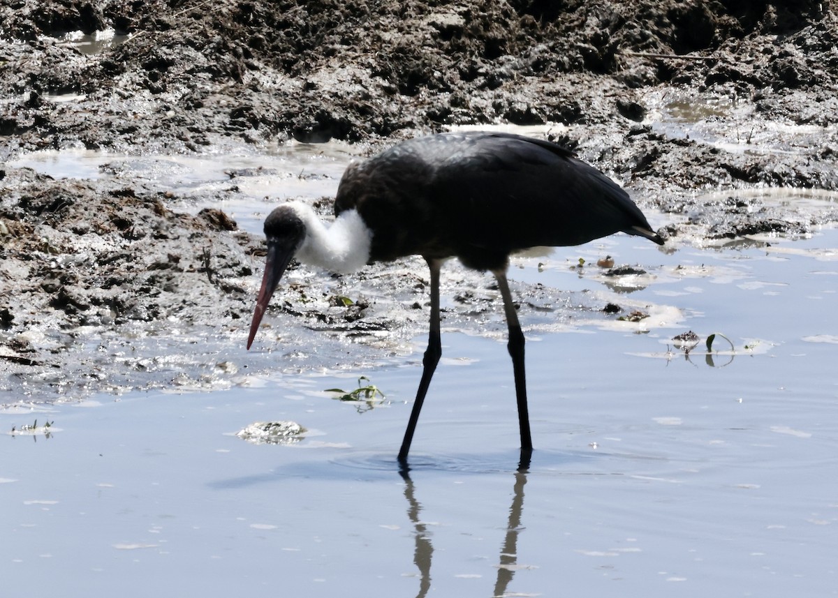 African Woolly-necked Stork - ML624810926