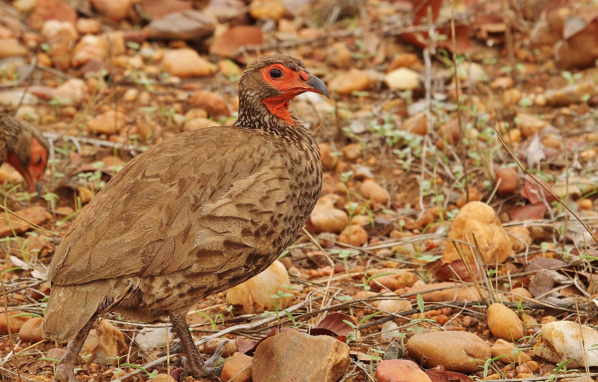 Swainson's Spurfowl - ML624811134