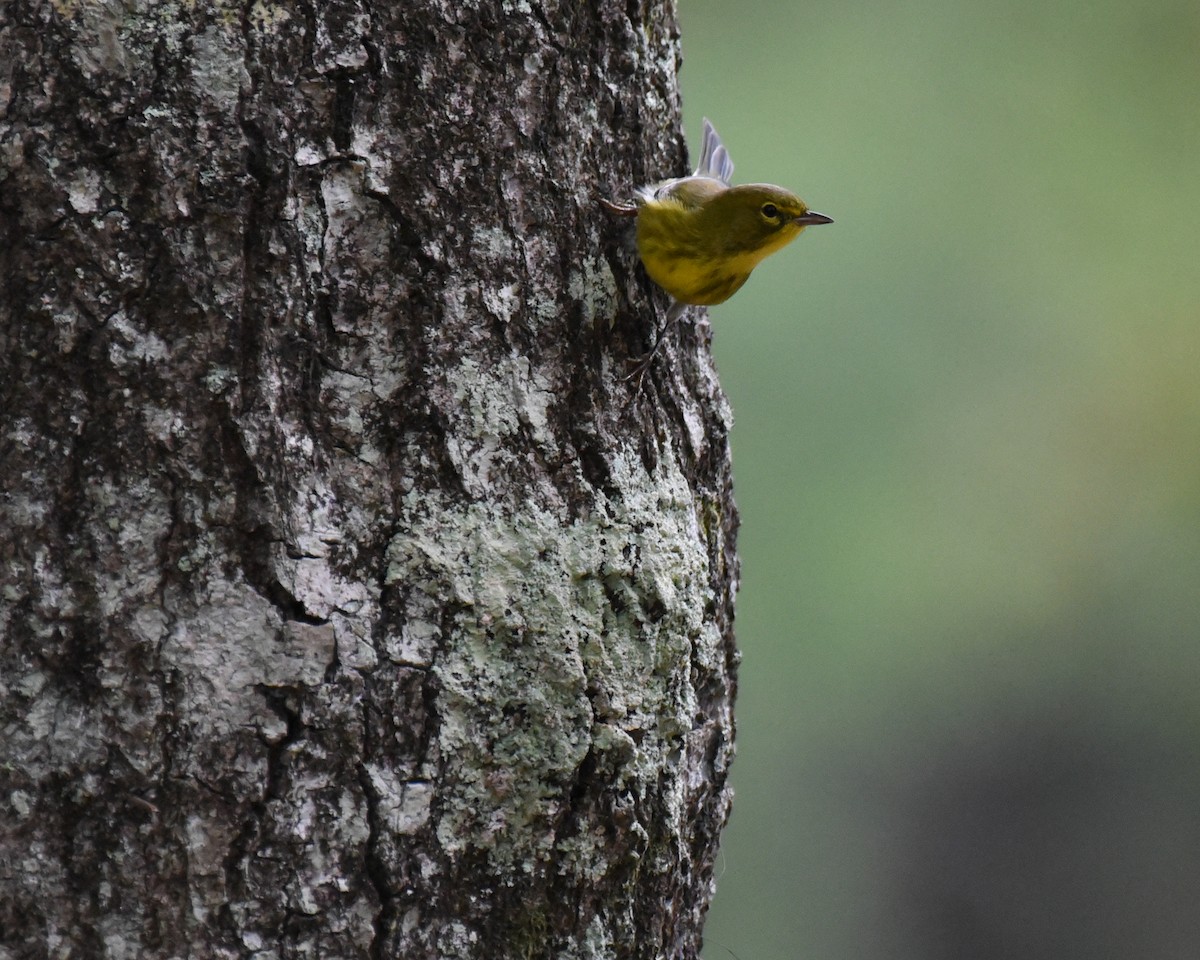 Pine Warbler - ML624811234
