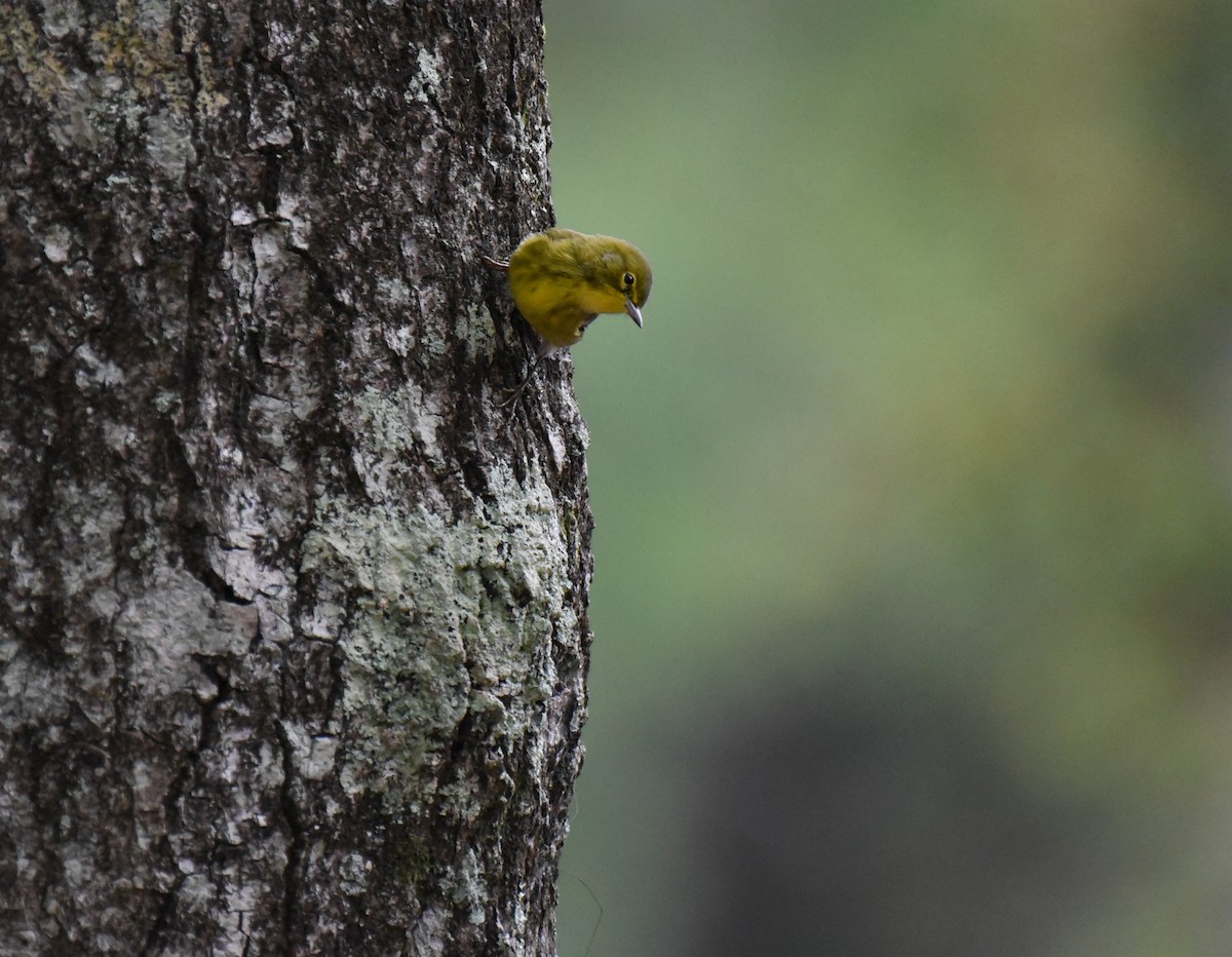 Pine Warbler - ML624811235