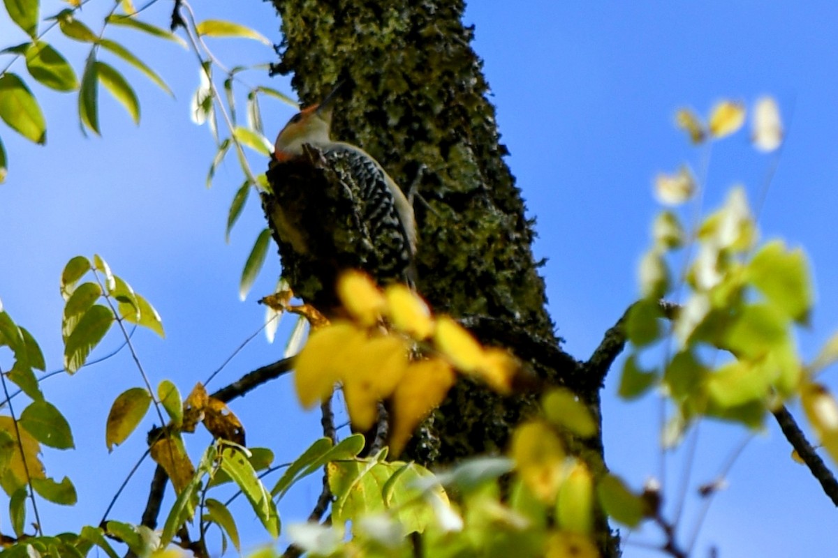 Red-bellied Woodpecker - ML624811240