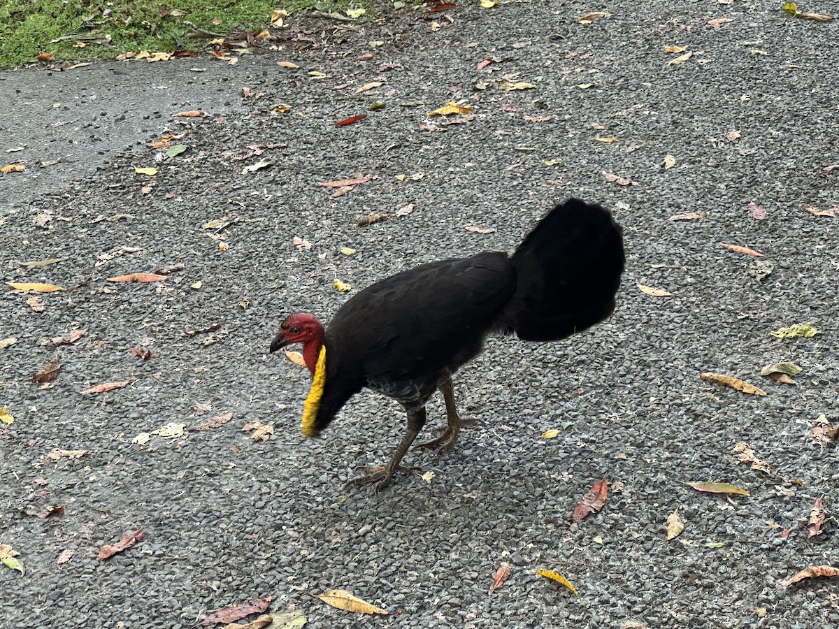 Australian Brushturkey - ML624811284