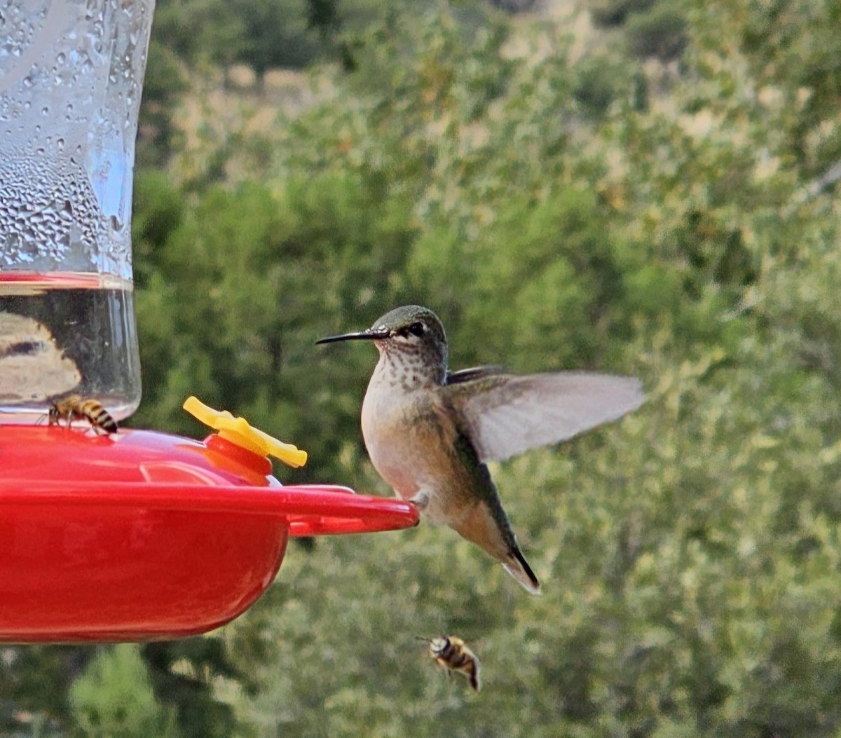 kalypta Kalliopina - ML624811285