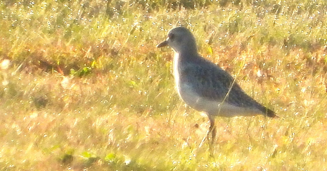 Black-bellied Plover - ML624811306