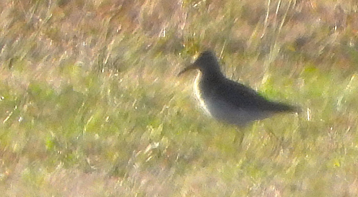 Pectoral Sandpiper - ML624811345