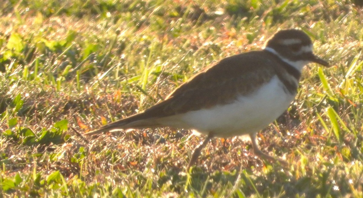 Killdeer - ML624811368