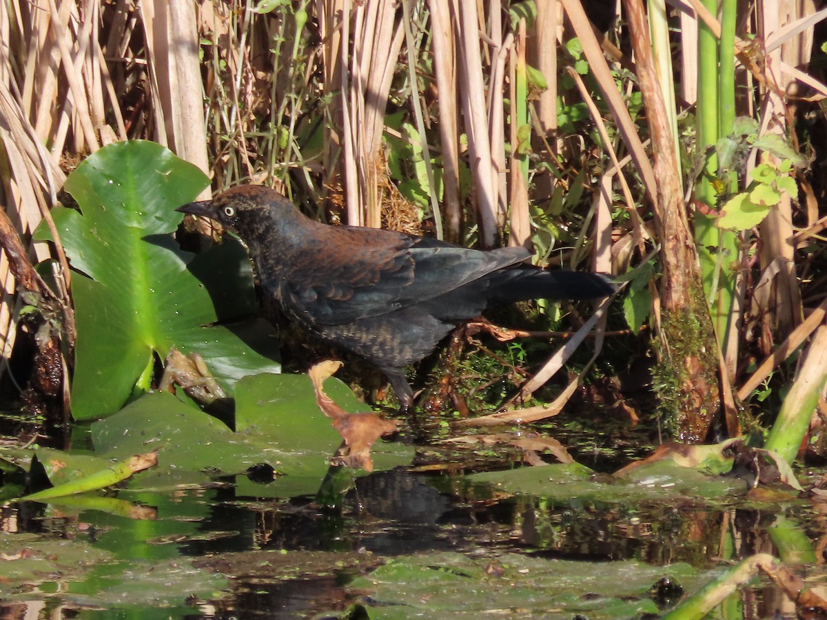 Rusty Blackbird - ML624811717