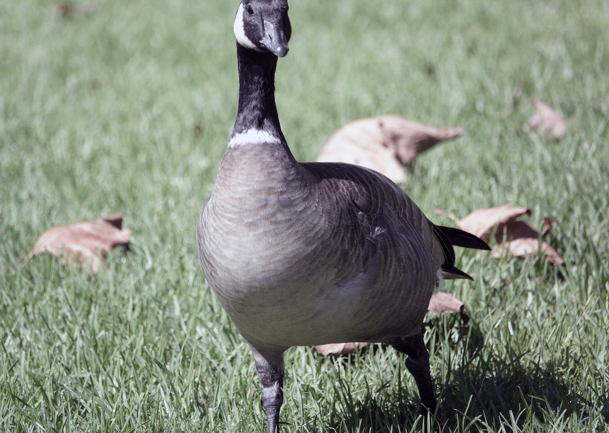 Cackling Goose - ML624811718