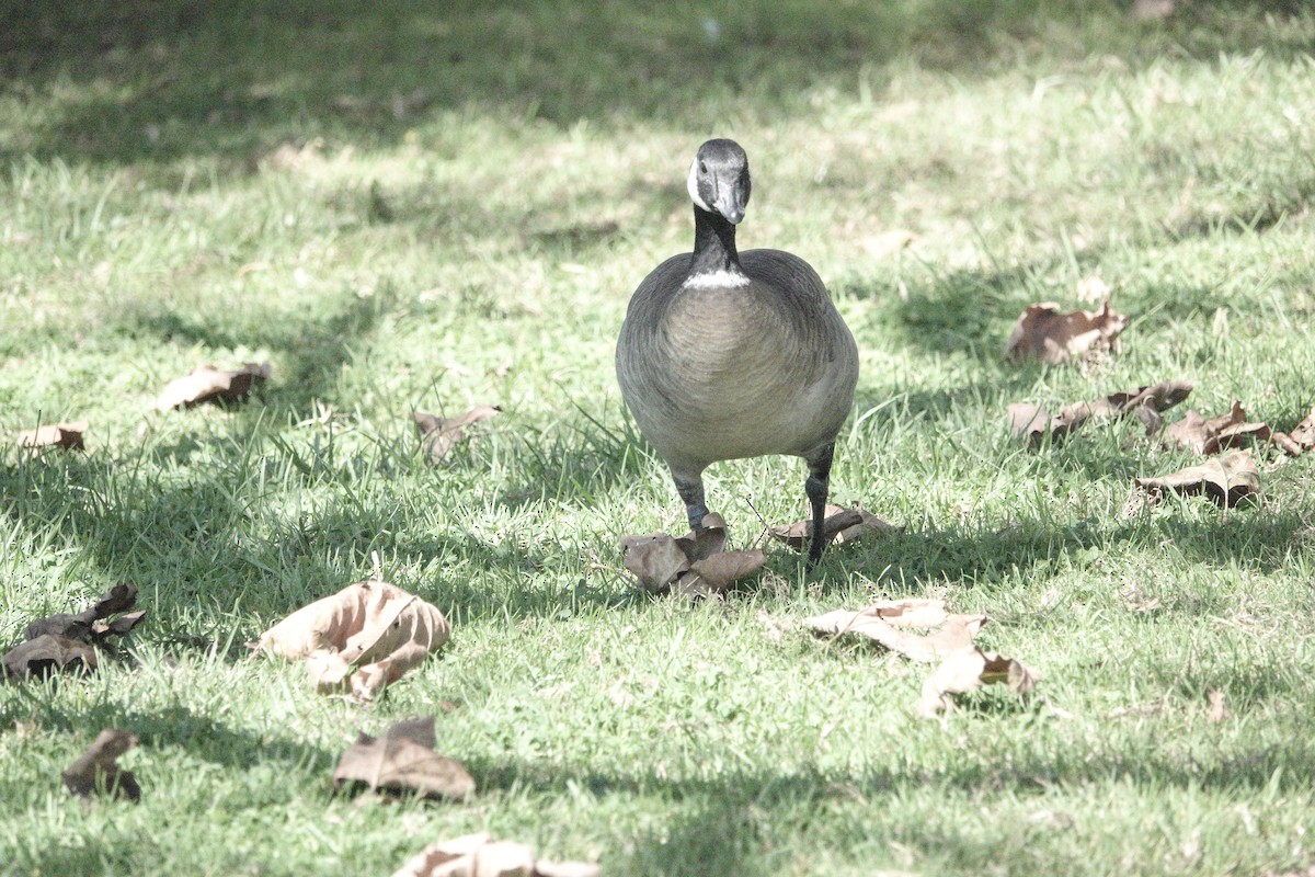 Cackling Goose - ML624811724