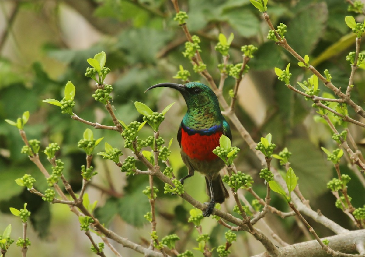 Greater Double-collared Sunbird - ML624811753