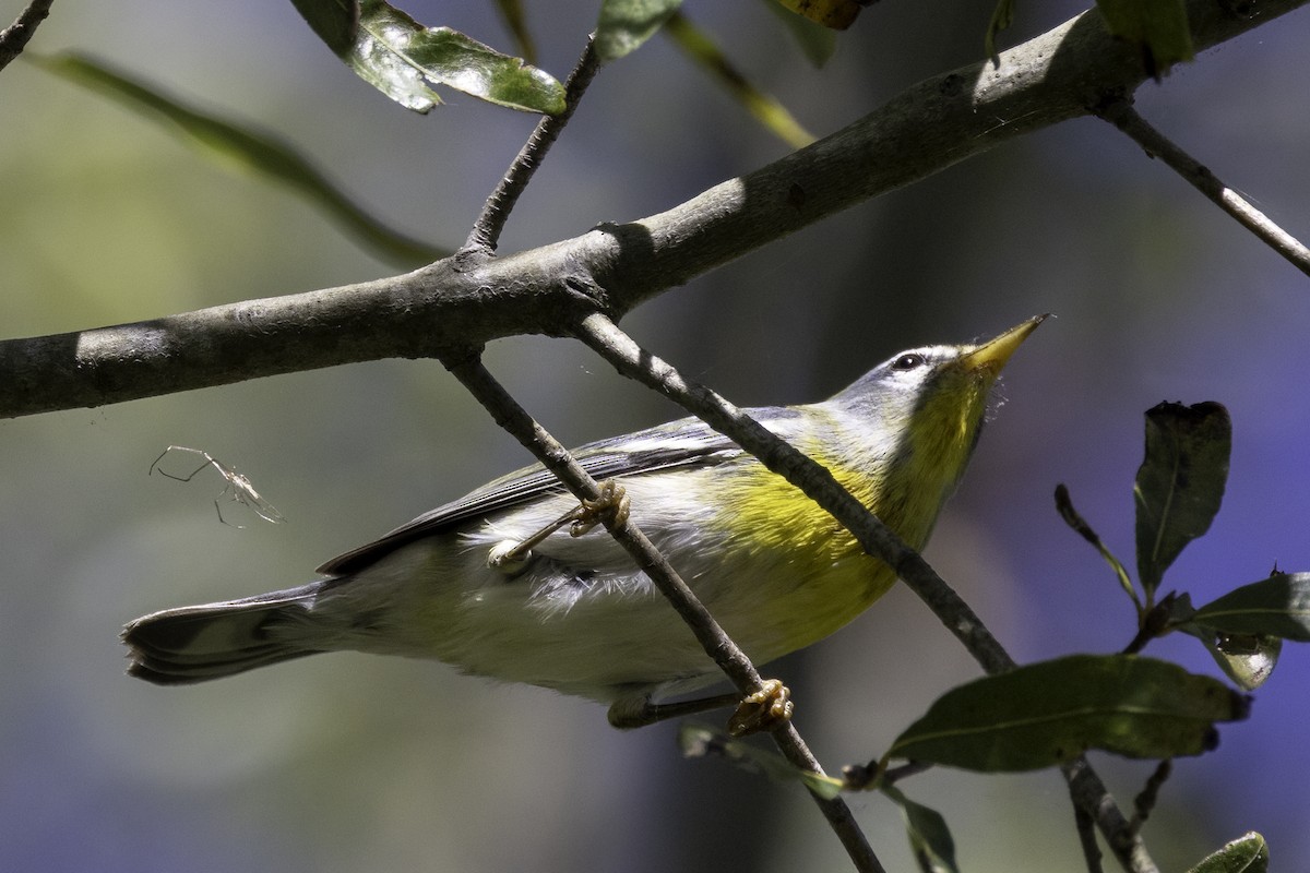 Northern Parula - ML624811825