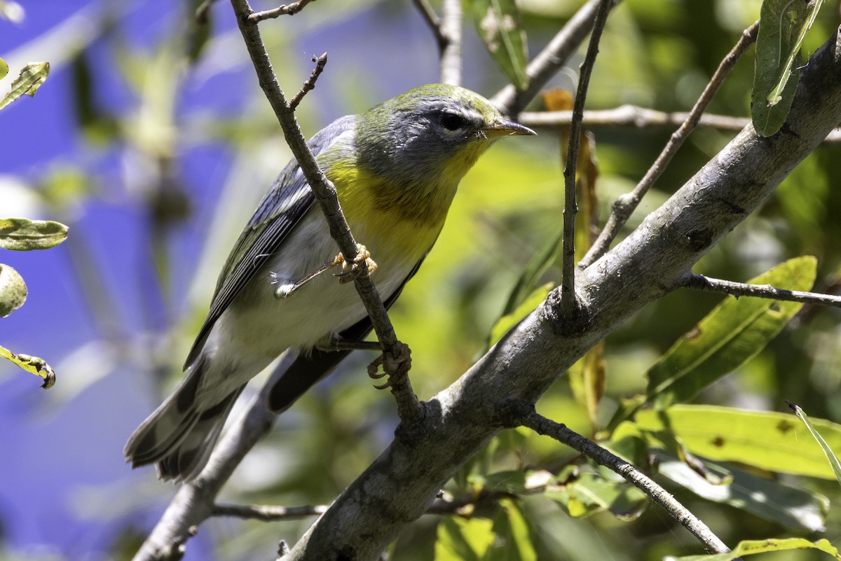 Northern Parula - ML624811826