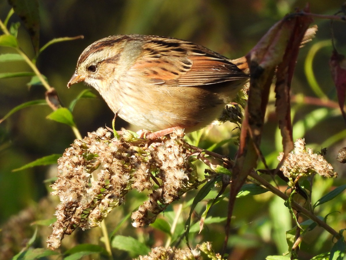 Swamp Sparrow - ML624811969