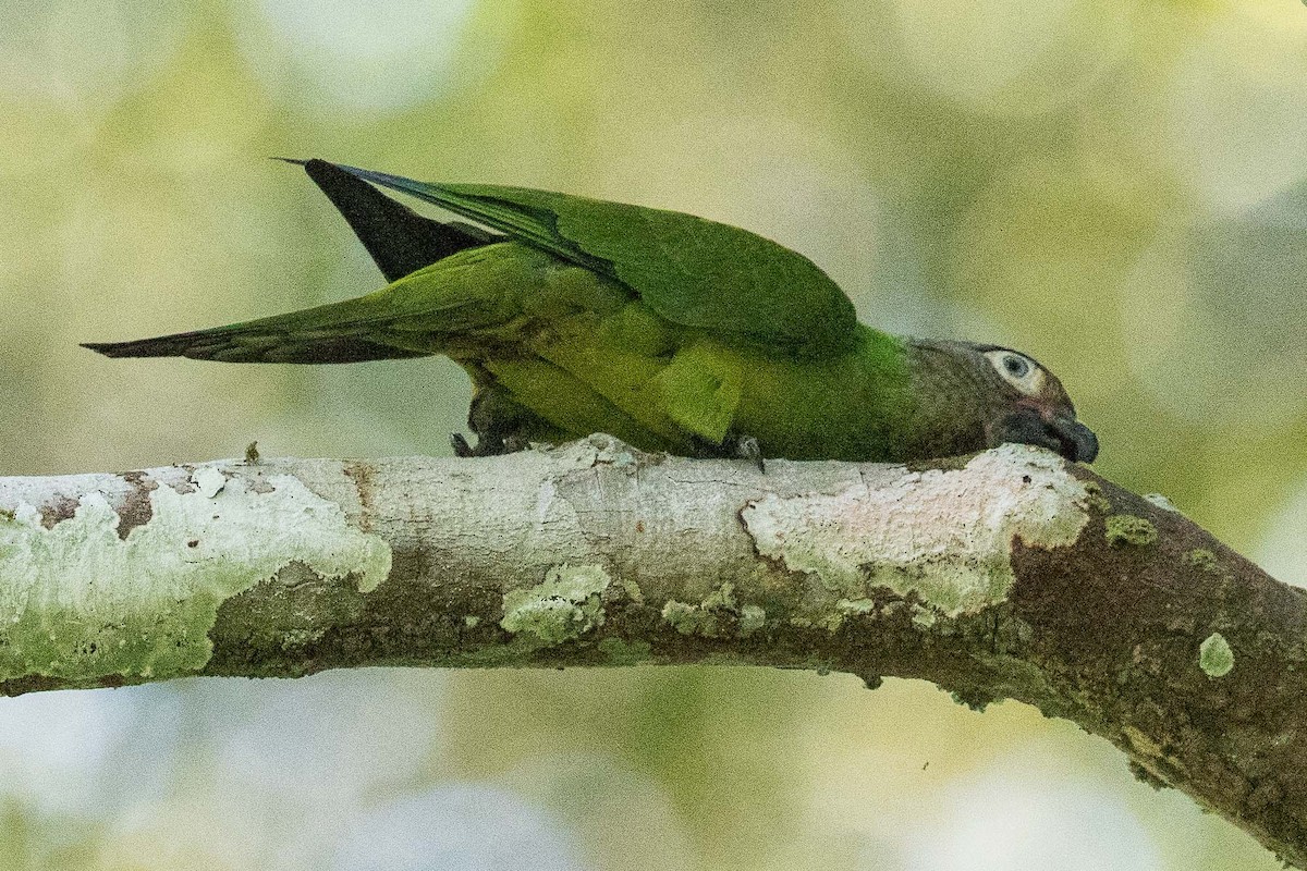 Dusky-headed Parakeet - Eric VanderWerf