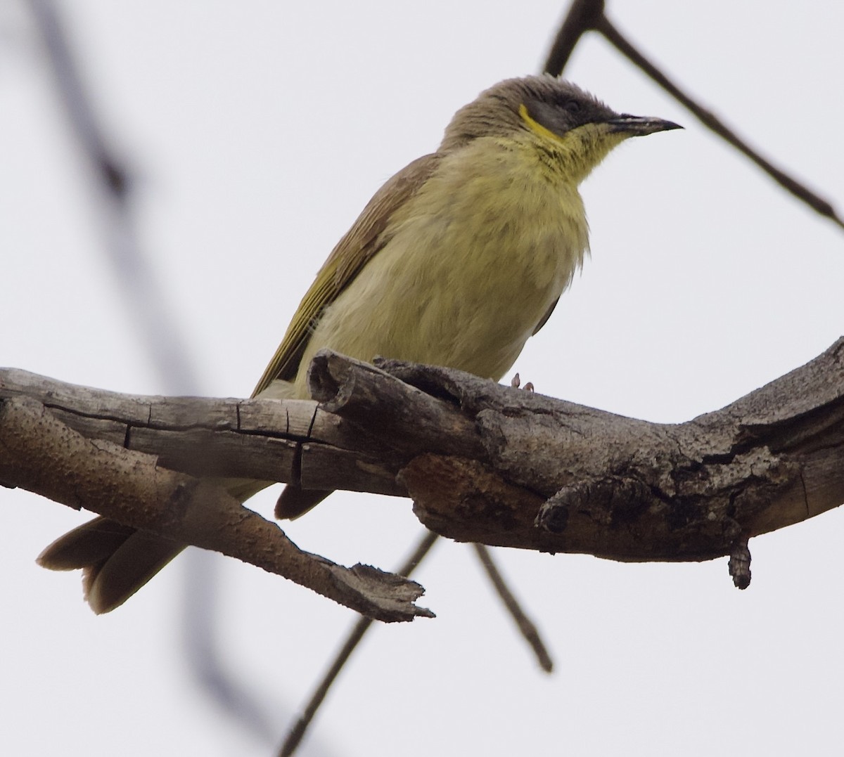 Gray-headed Honeyeater - ML624812064