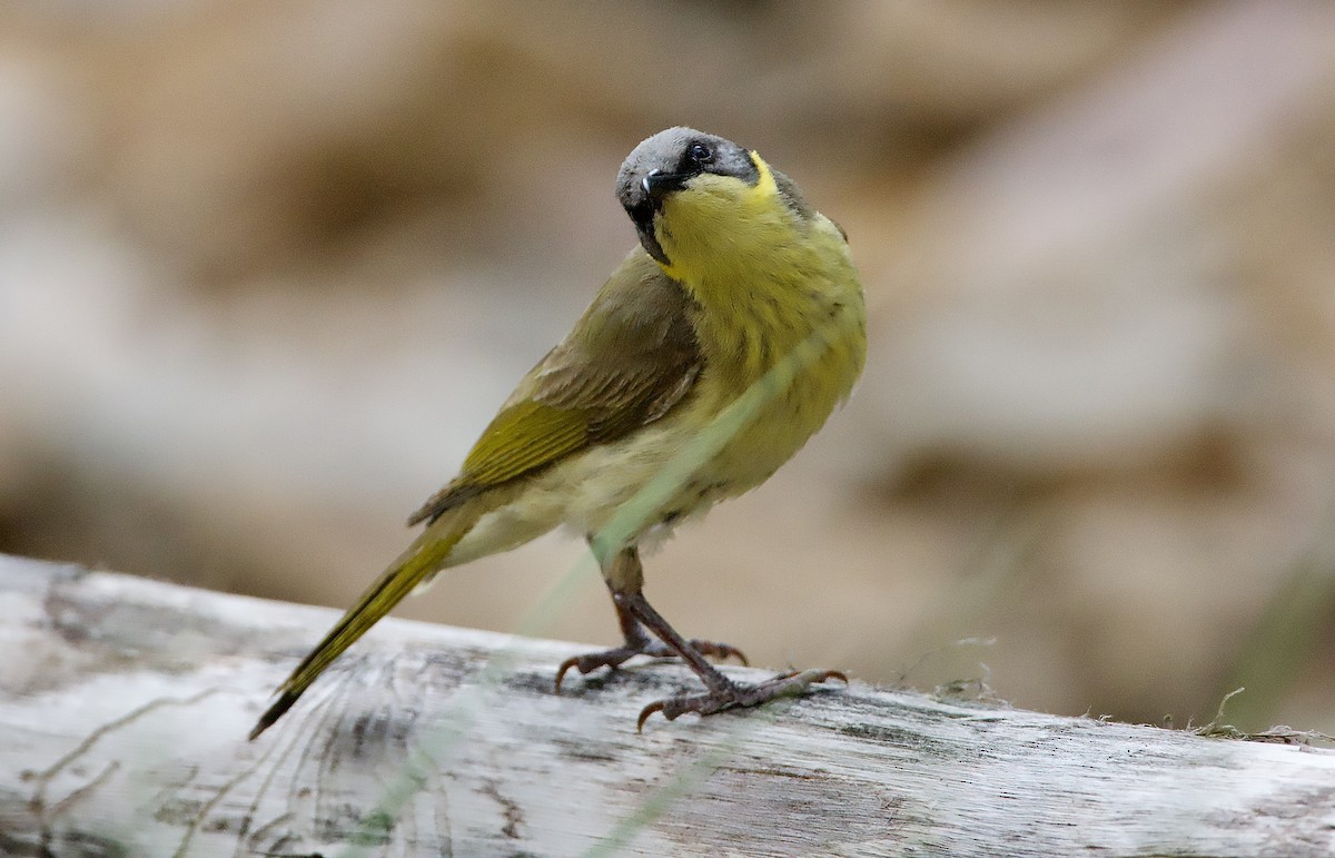 Gray-headed Honeyeater - ML624812065