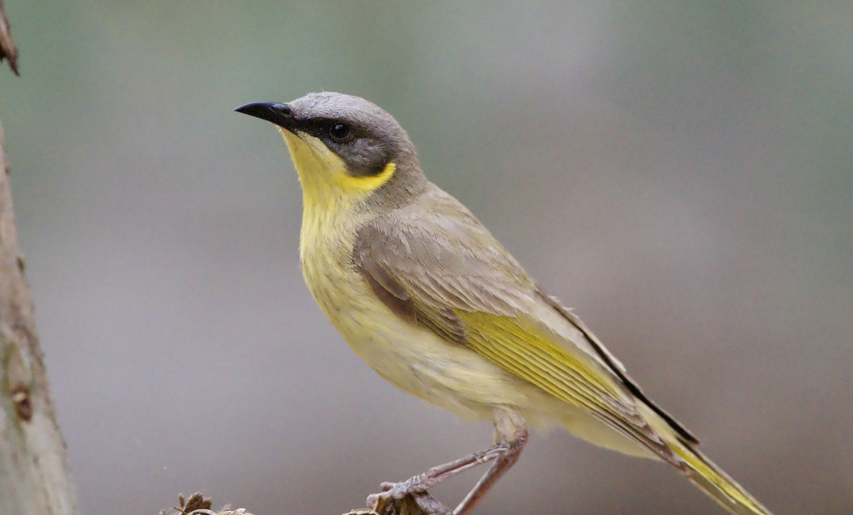 Gray-headed Honeyeater - ML624812066