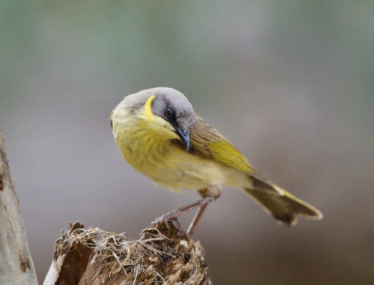 Gray-headed Honeyeater - ML624812067