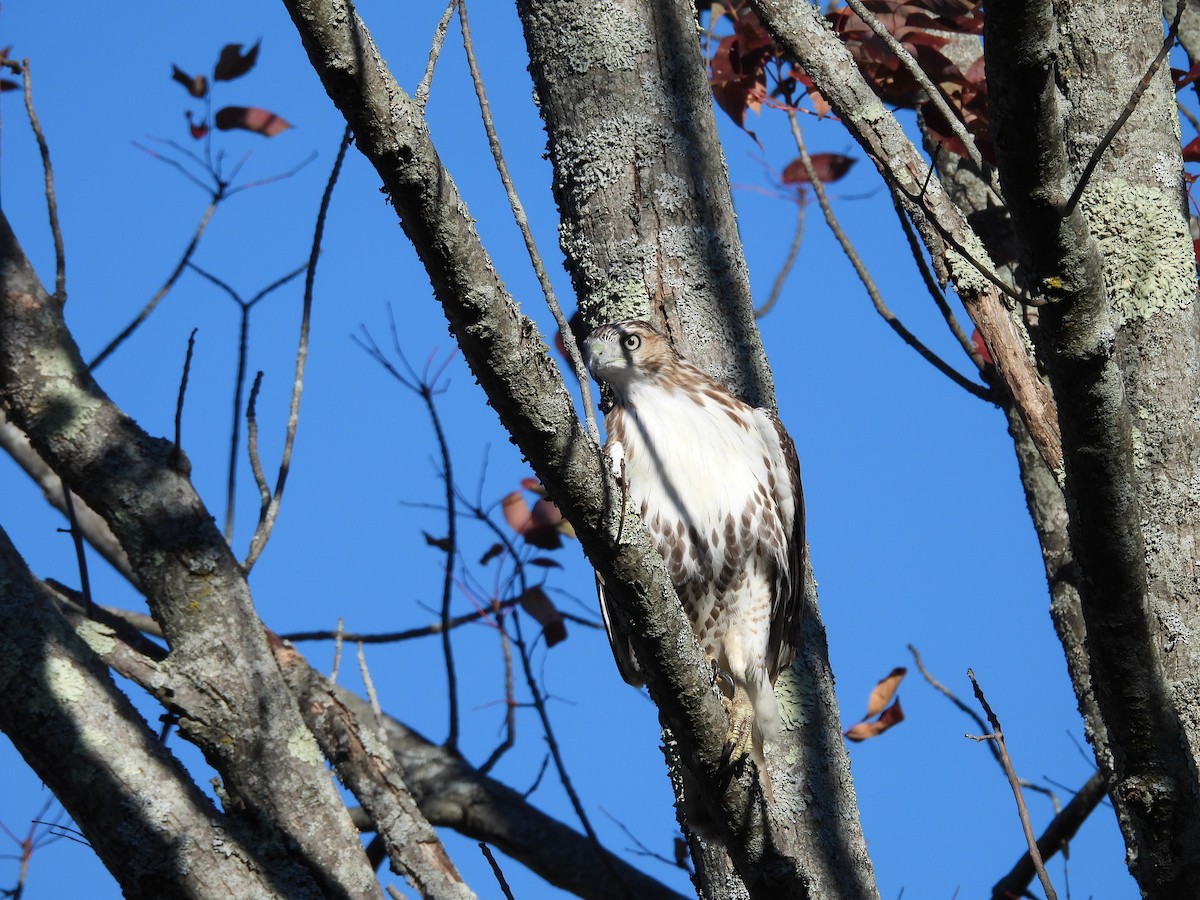 Red-tailed Hawk - ML624812072