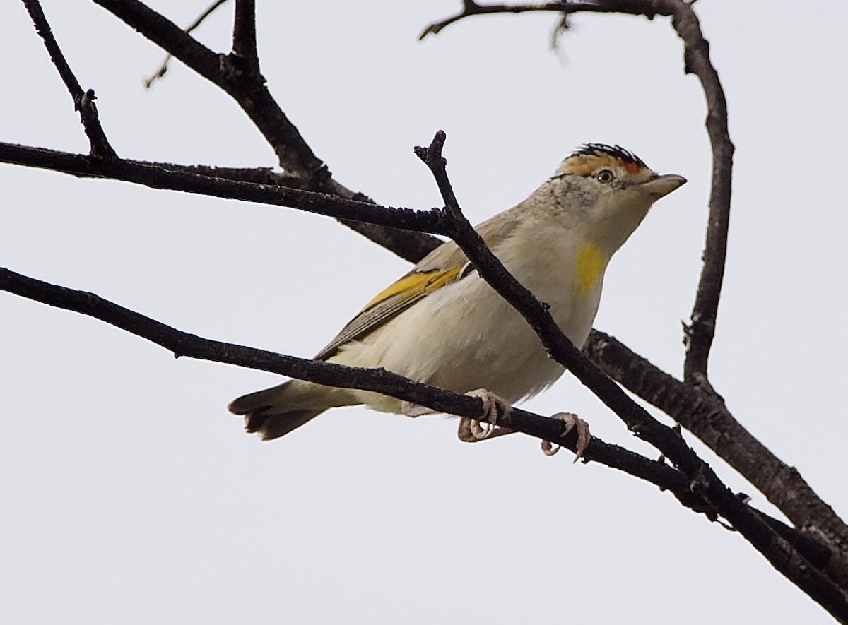 Red-browed Pardalote - ML624812088