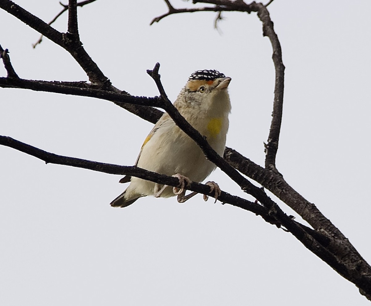 Red-browed Pardalote - ML624812089