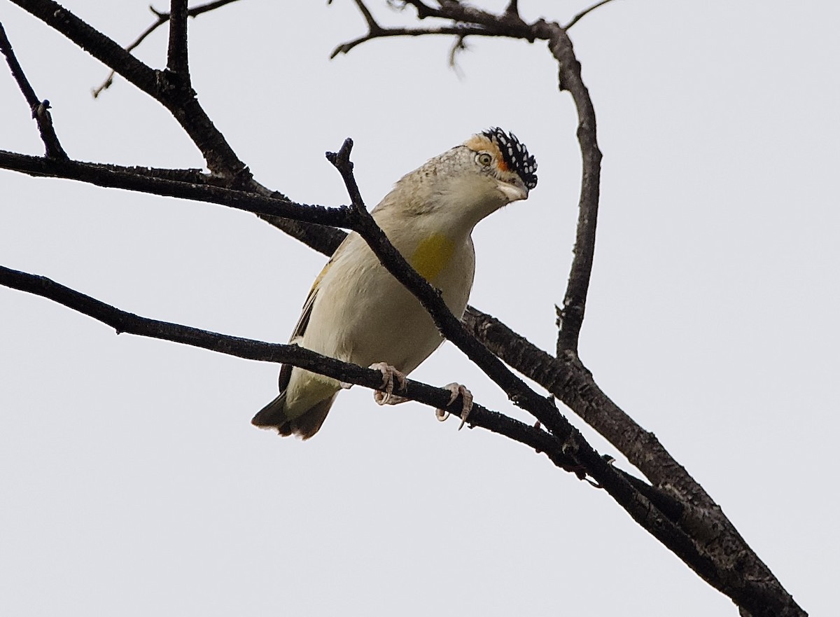 Red-browed Pardalote - ML624812090