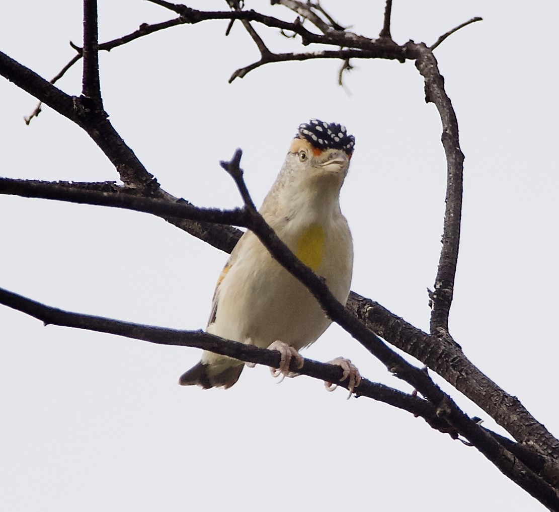 Red-browed Pardalote - ML624812091