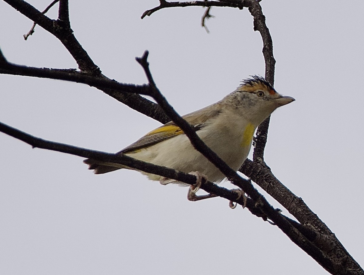 Red-browed Pardalote - ML624812092