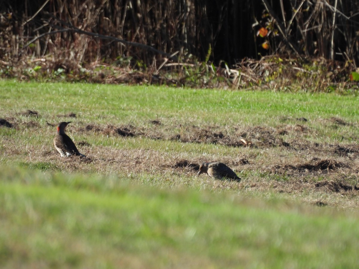 Northern Flicker - ML624812256