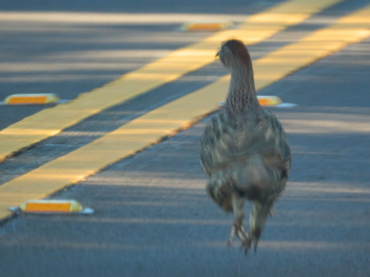 Erckel's Spurfowl - ML624812268