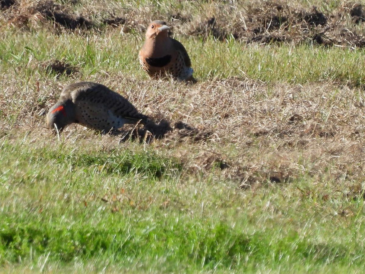 Northern Flicker - ML624812275