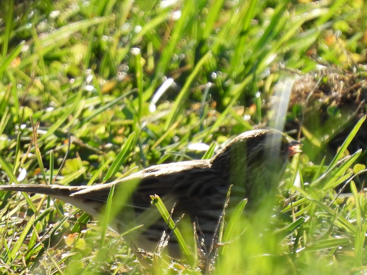 Savannah Sparrow - ML624812374
