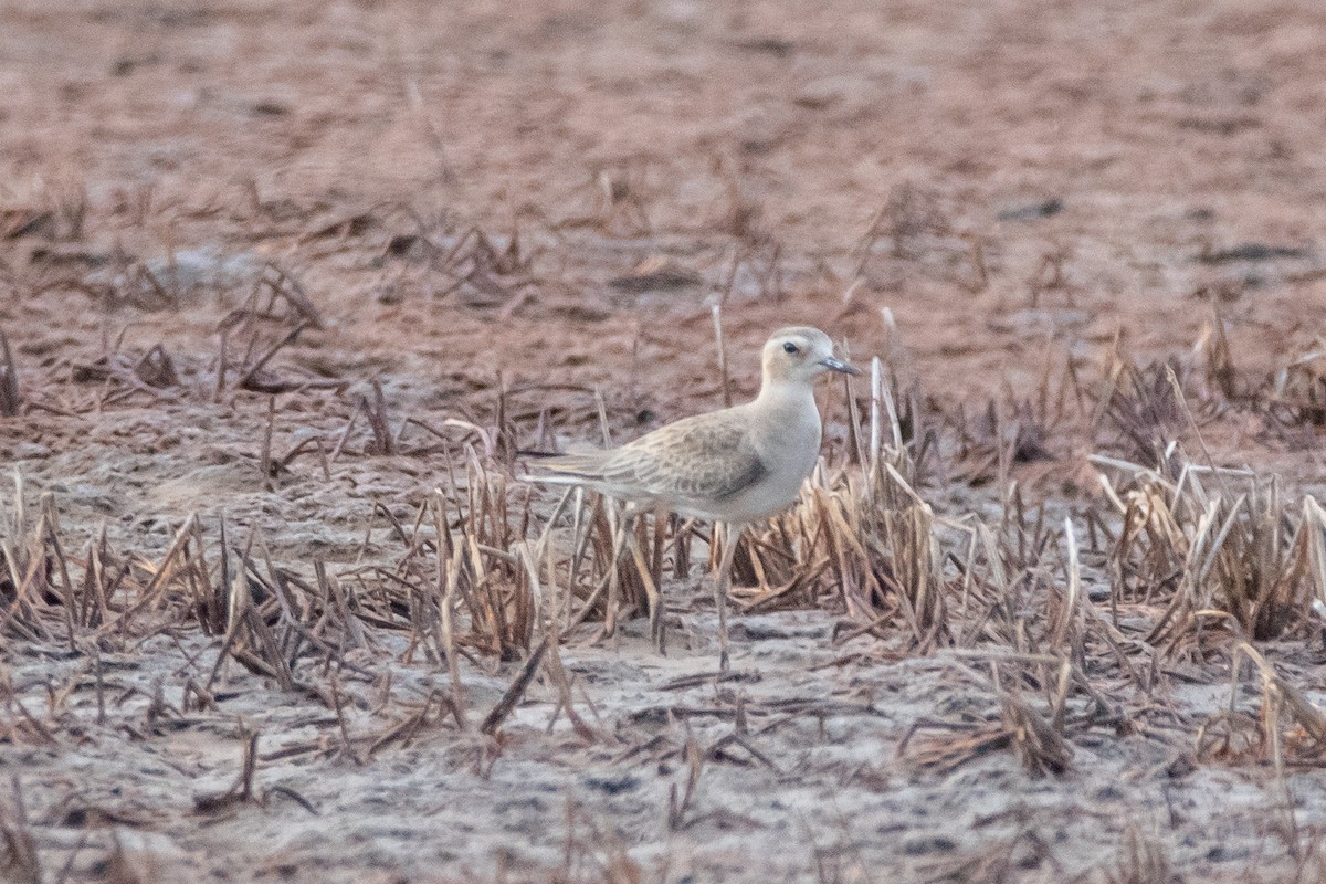 Oriental Plover - ML624812411