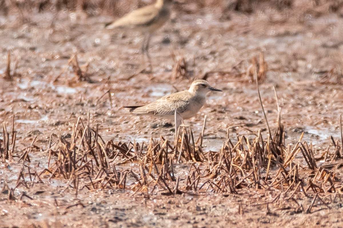 Oriental Plover - ML624812412