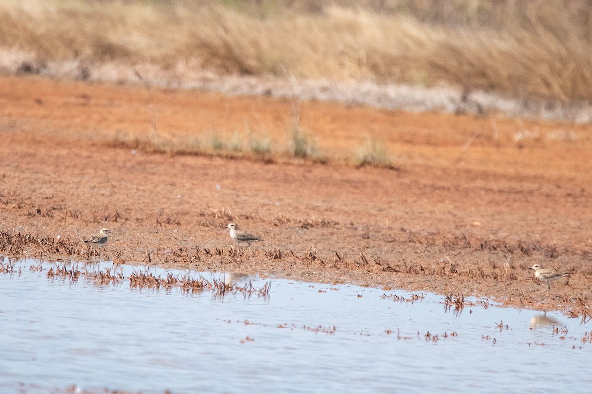 Oriental Plover - ML624812413