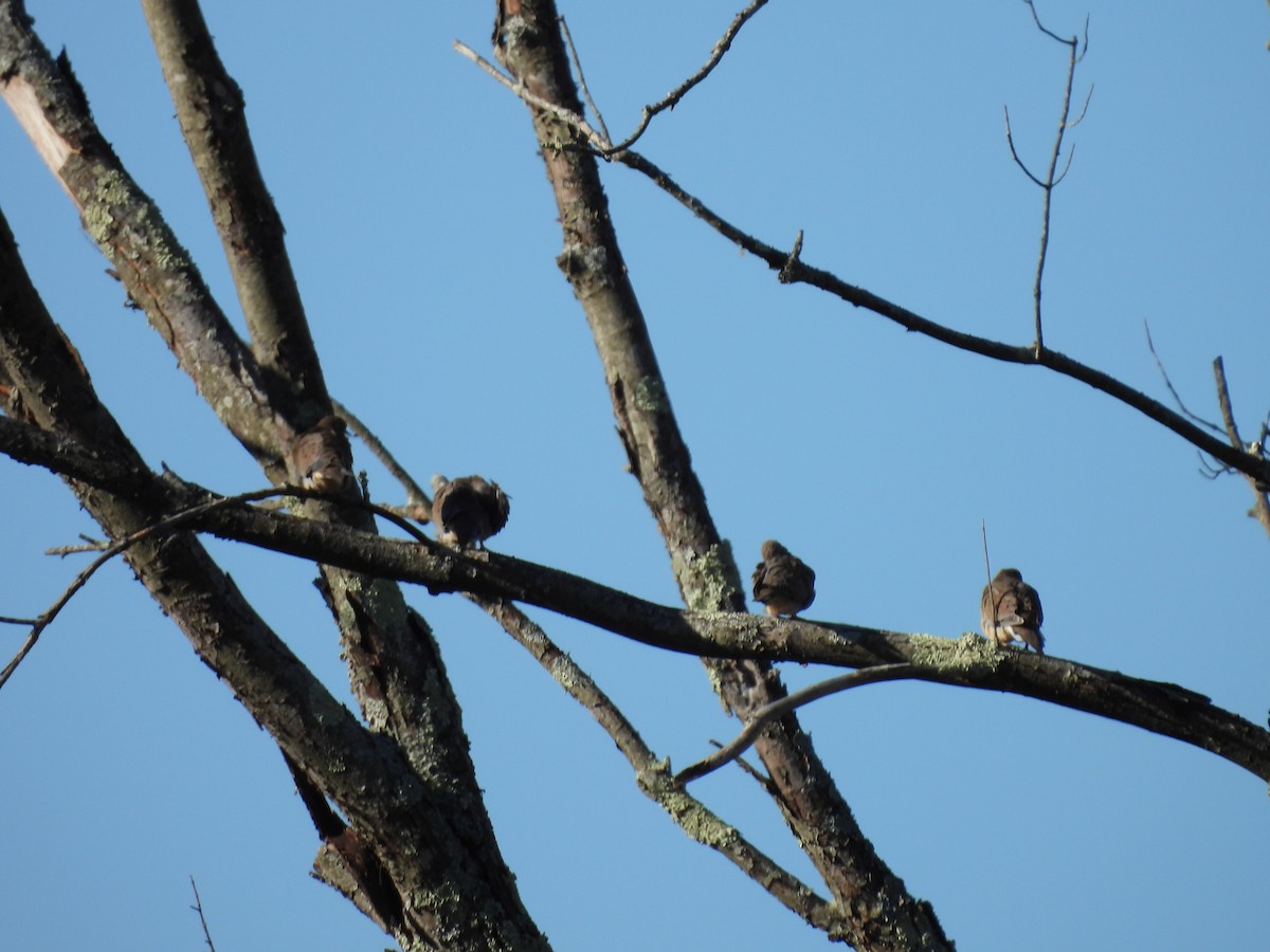 Mourning Dove - ML624812434