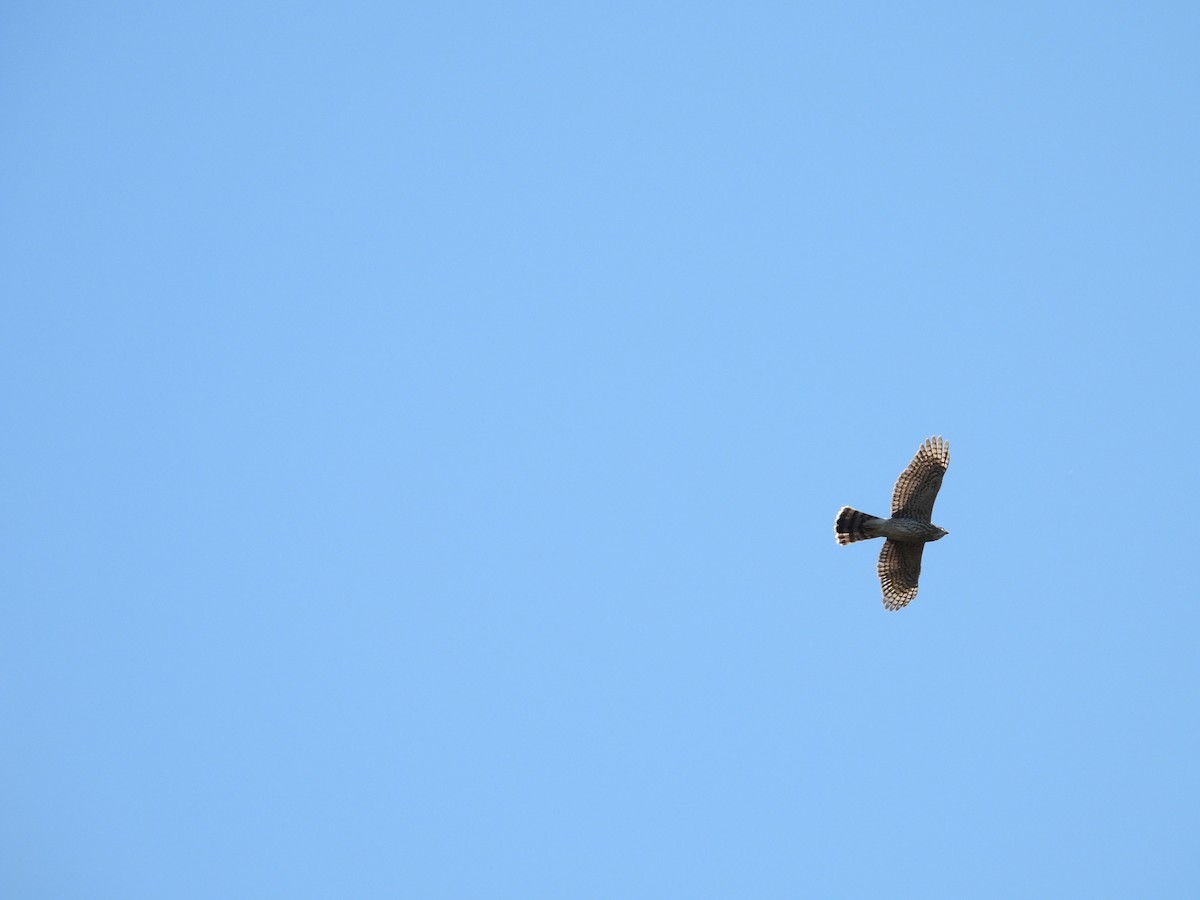 Cooper's Hawk - ML624812463