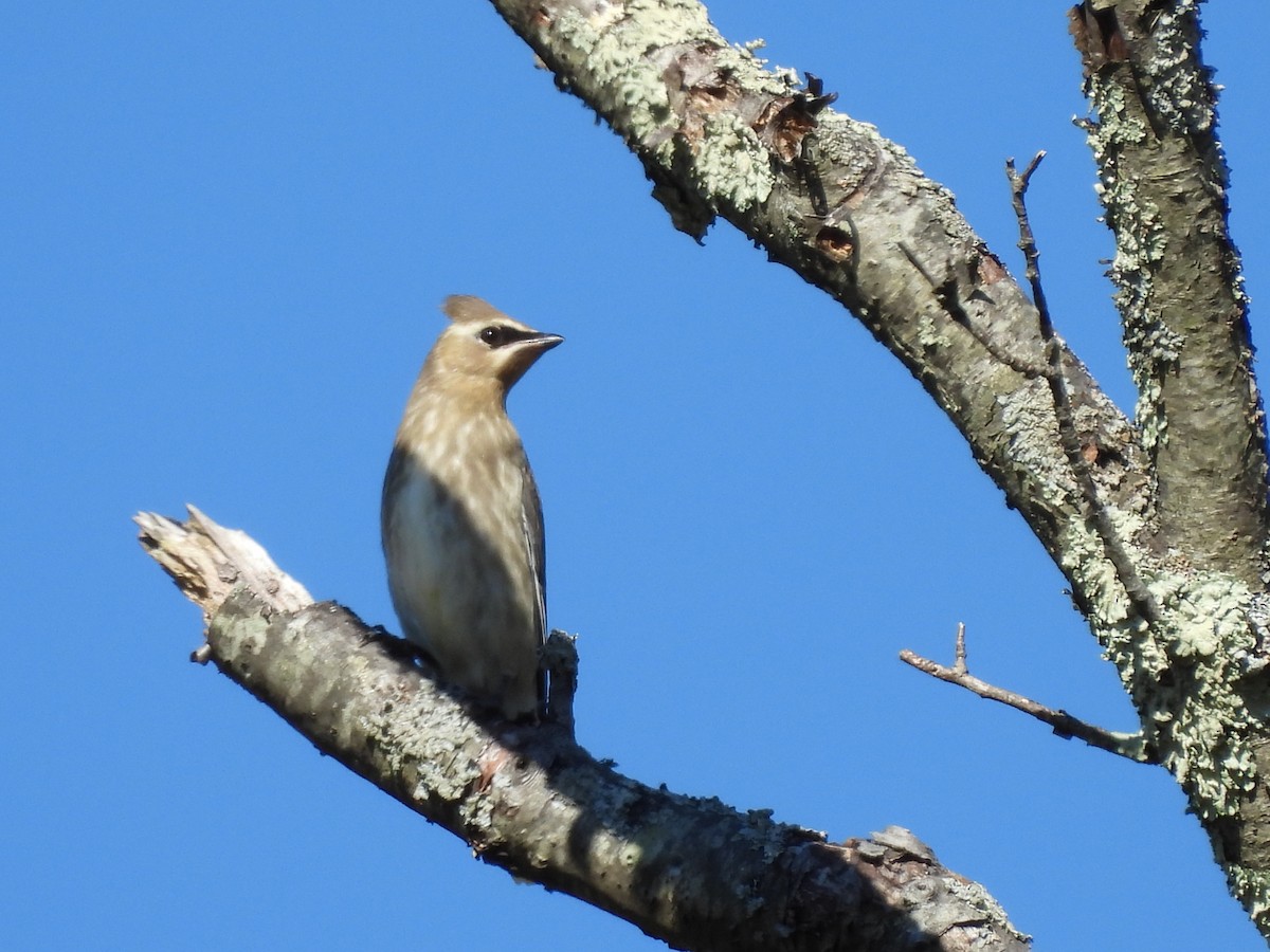 Cedar Waxwing - ML624812588
