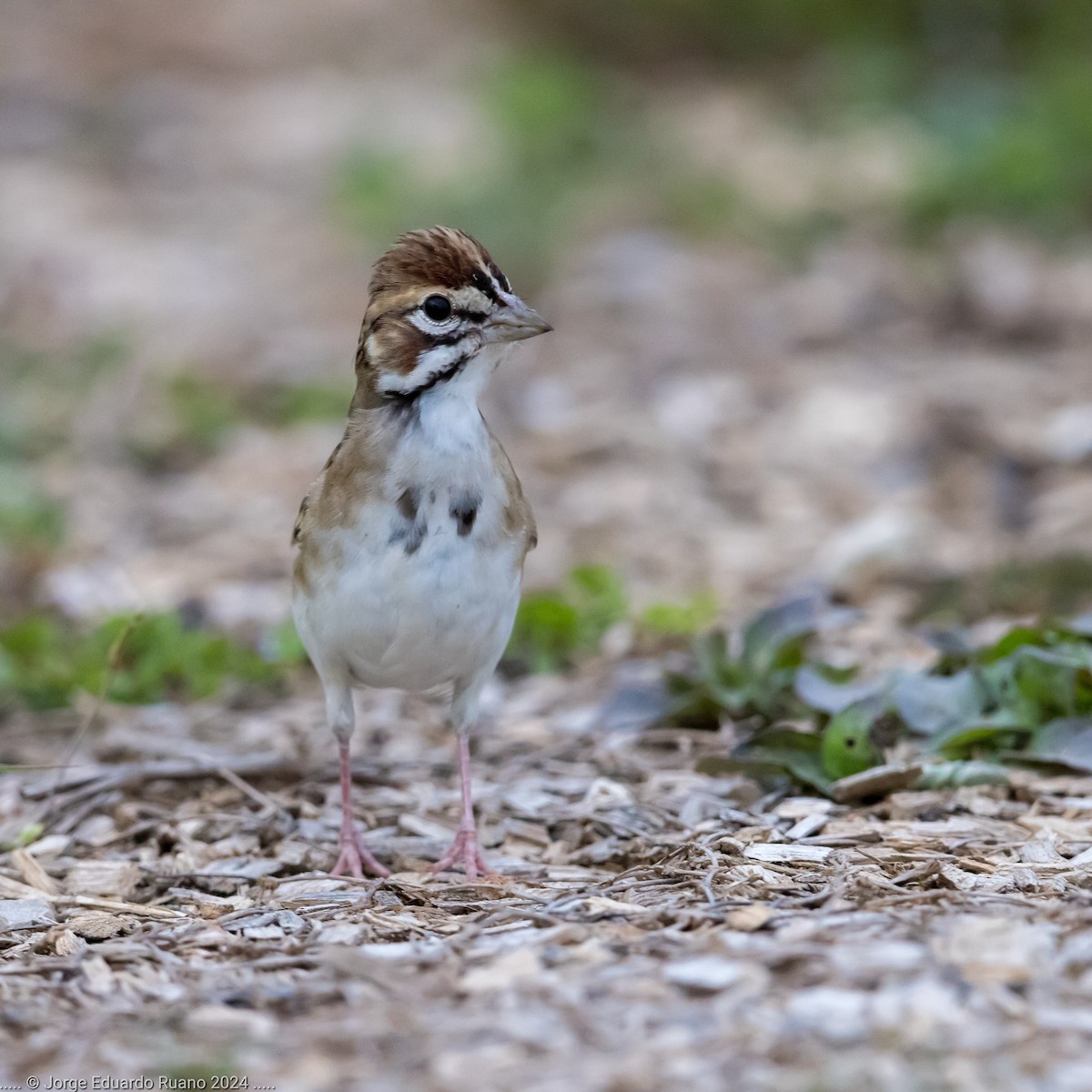 Lark Sparrow - ML624812732