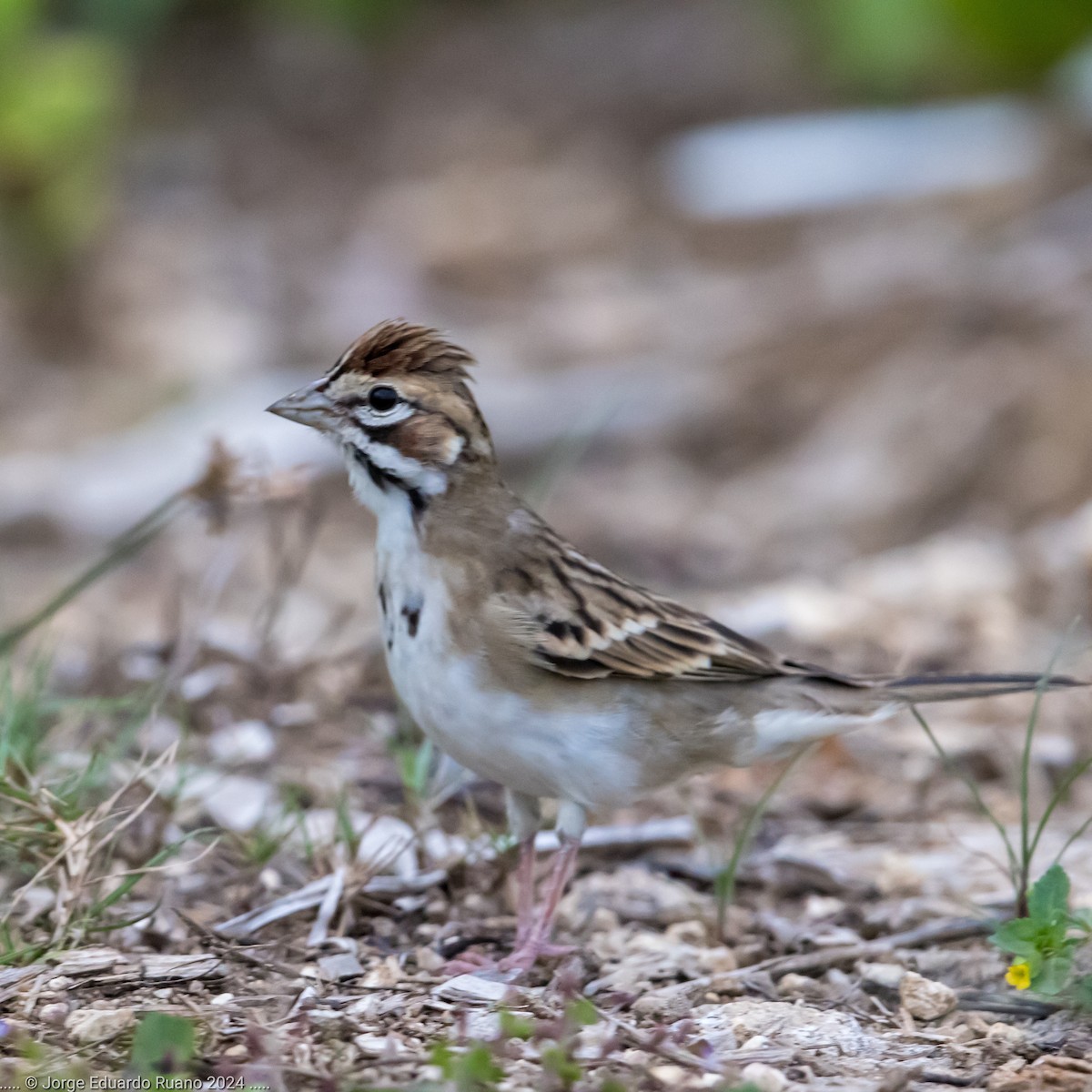 Lark Sparrow - ML624812810