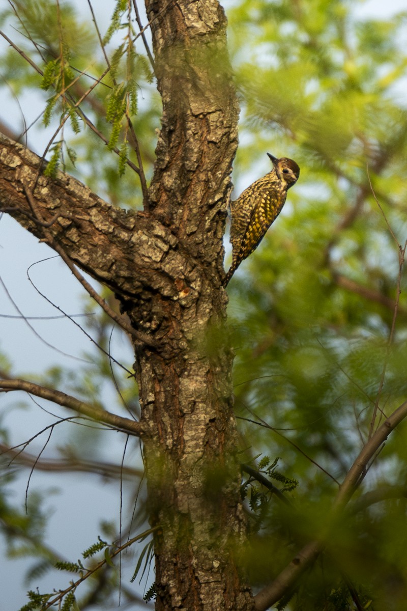 White-spotted Woodpecker - ML624812847