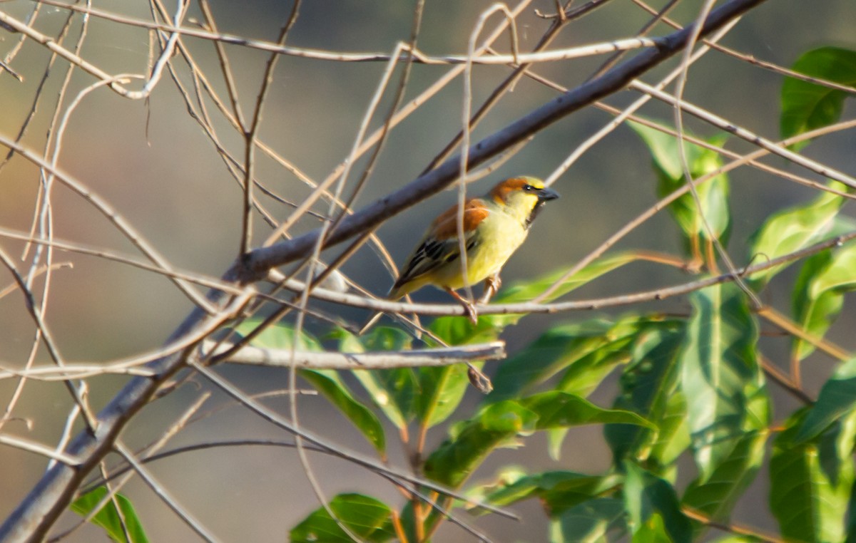 Plain-backed Sparrow - ML624812963