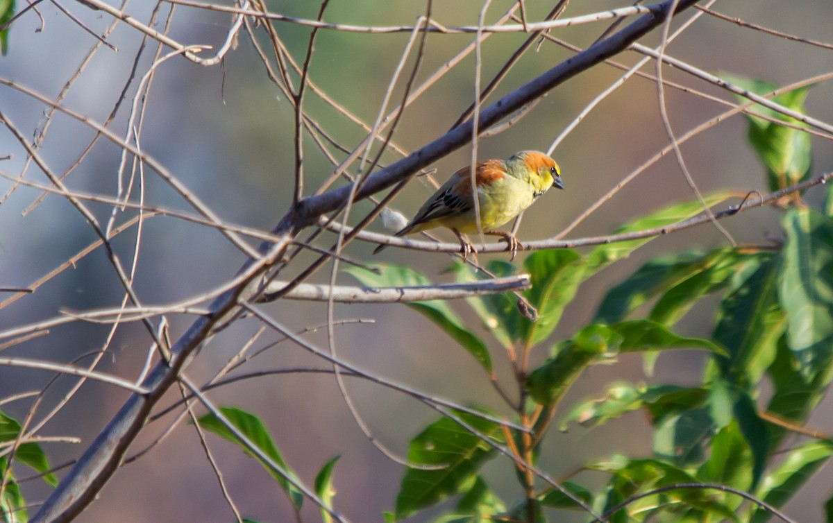 Plain-backed Sparrow - ML624812964