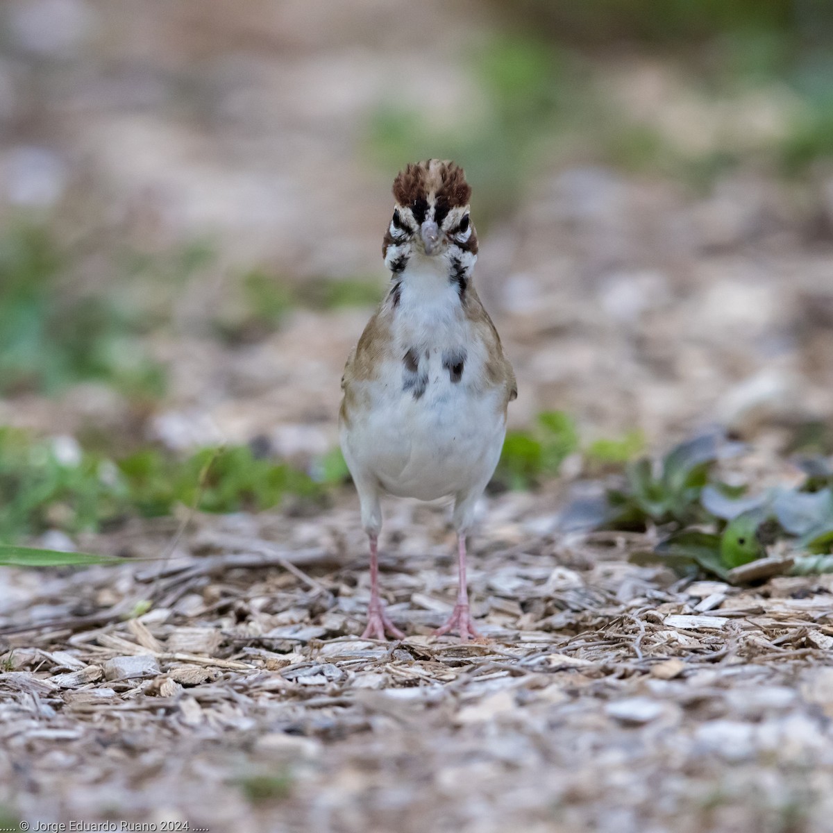 Lark Sparrow - ML624813062