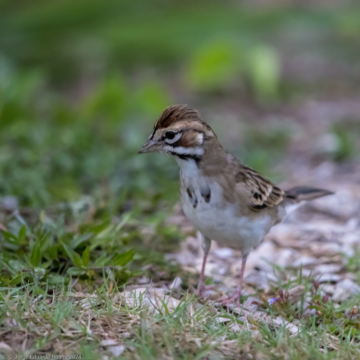 Lark Sparrow - ML624813063