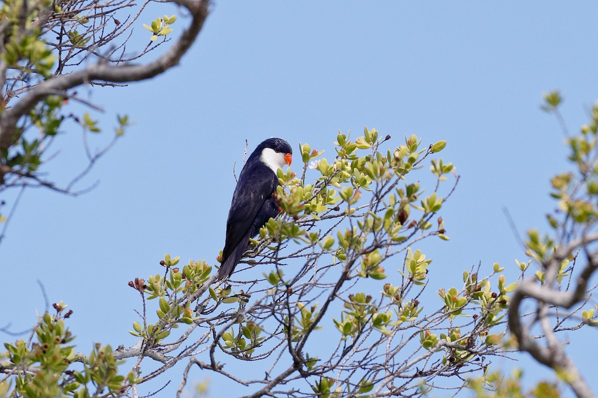 Blue Lorikeet - ML624813094